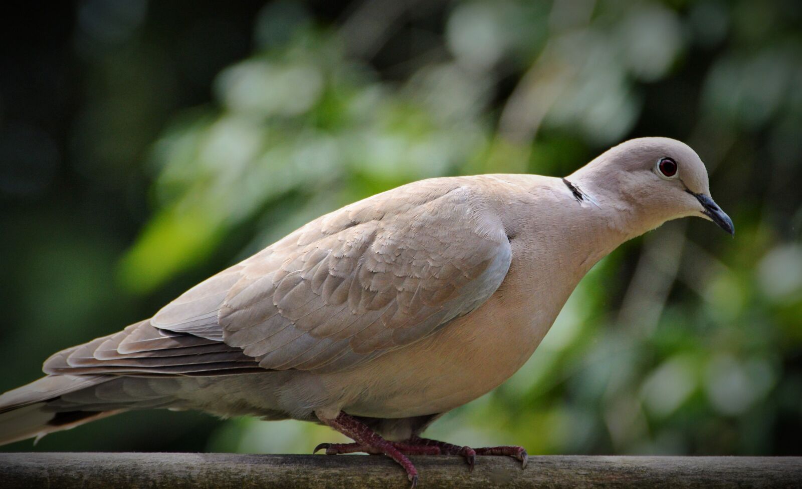 Nikon D3200 sample photo. Dove, ringdove, city pigeon photography