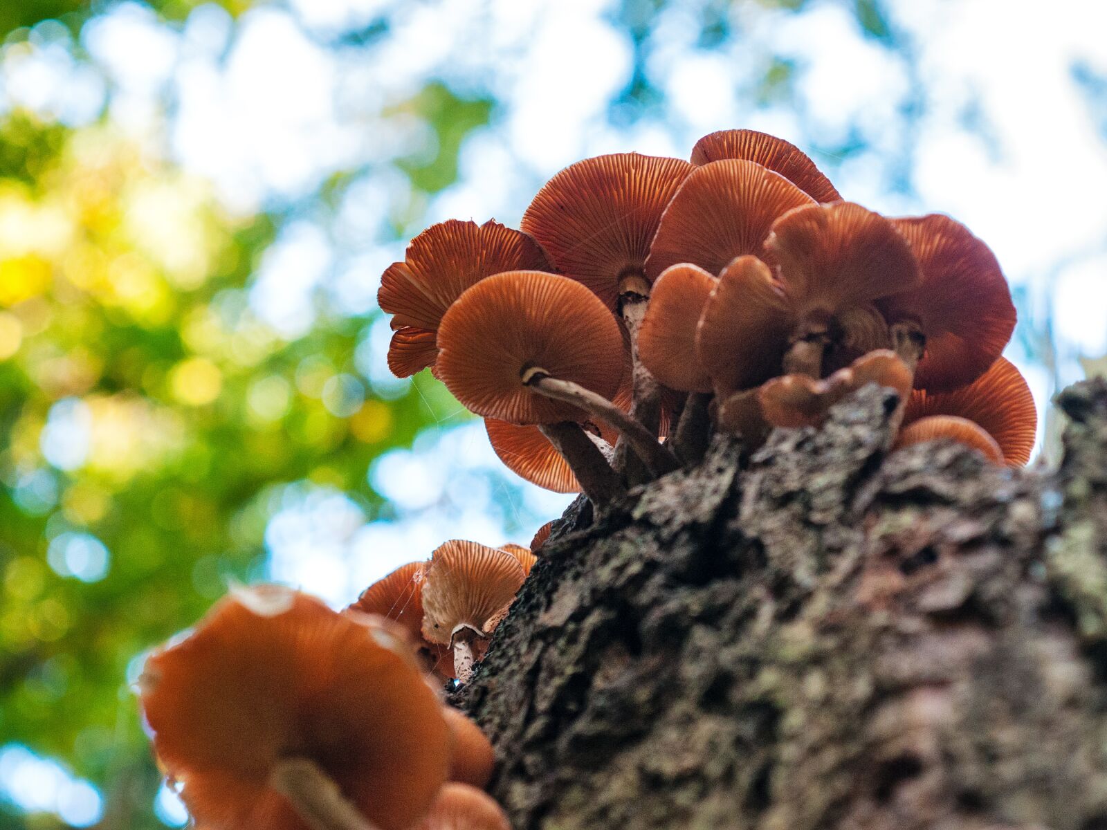 Nikon D300S sample photo. Forest, autumn, mushrooms photography