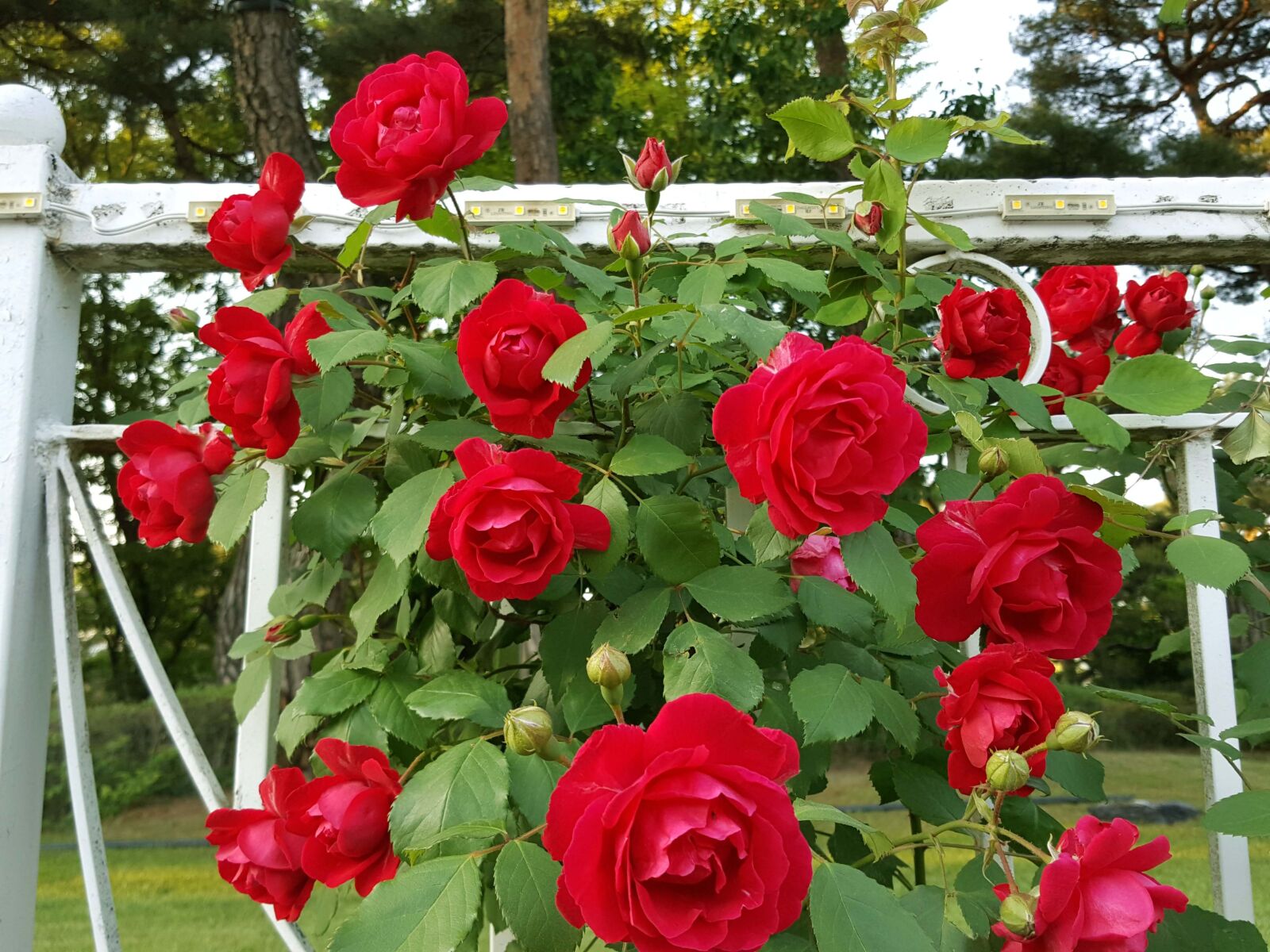 Samsung Galaxy Note5 sample photo. Tendrils rose, red rose photography