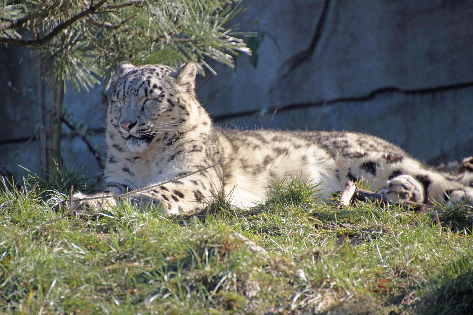 Canon EOS 700D (EOS Rebel T5i / EOS Kiss X7i) sample photo. Snow leopard, predator, big photography