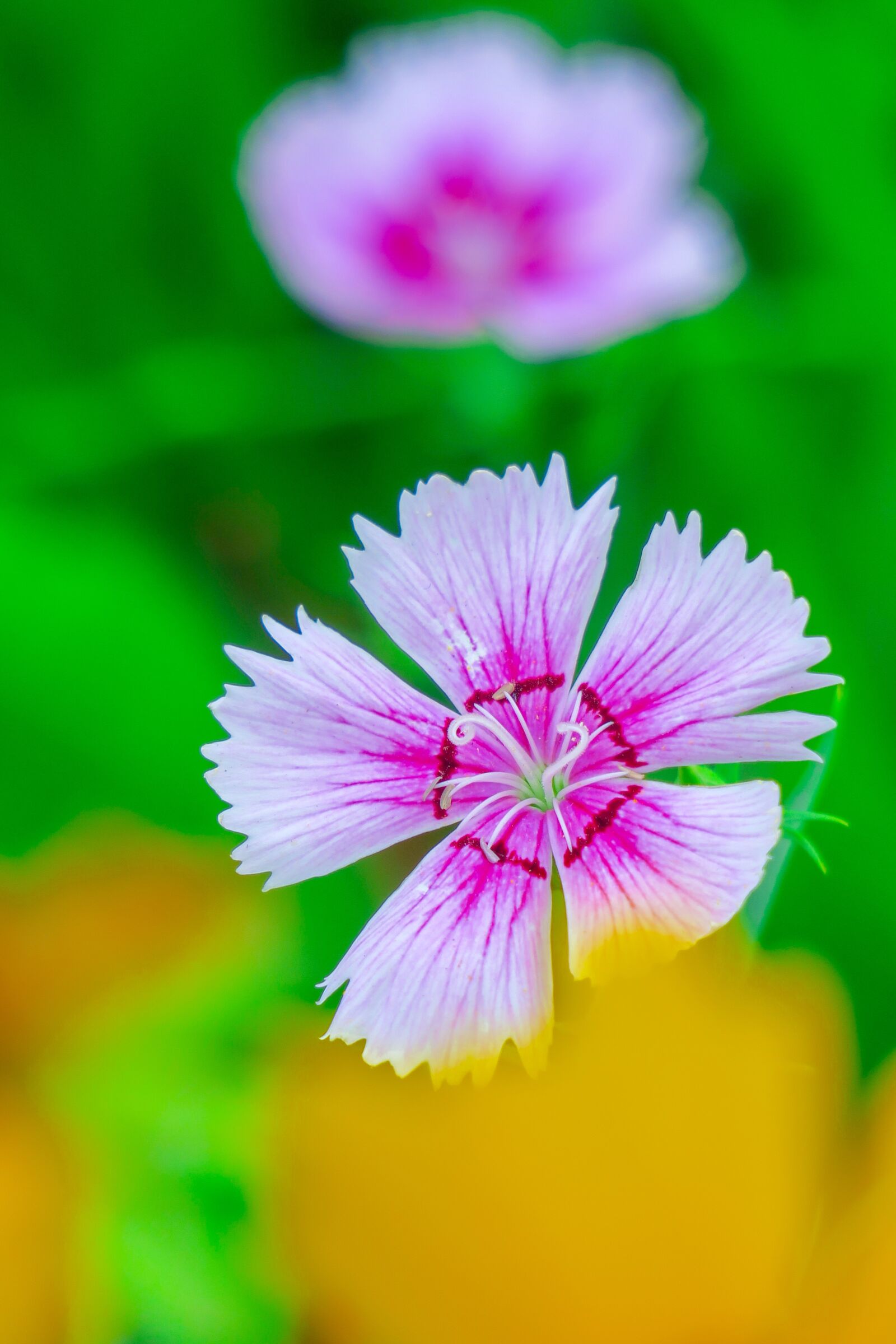 Canon PowerShot G3 X sample photo. Dianthus, flower, plant photography