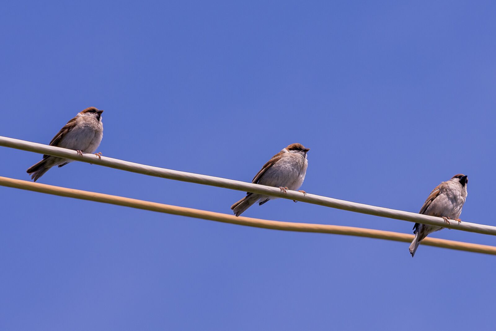Nikon D7200 sample photo. Birds, sparrow, bird photography