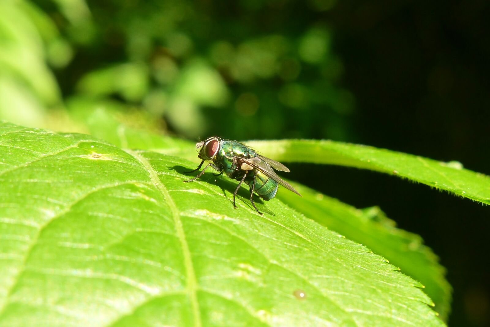 Panasonic Lumix DMC-FZ200 sample photo. Animals, invertebrates, insect photography