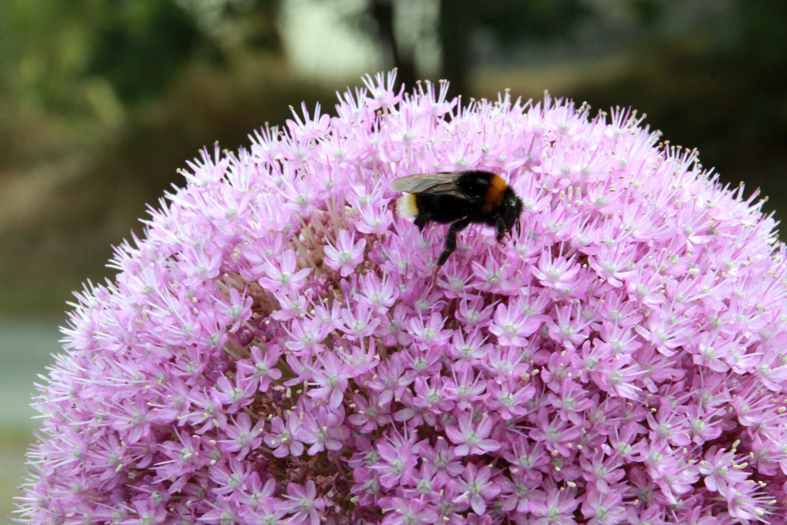 Canon EOS 1100D (EOS Rebel T3 / EOS Kiss X50) sample photo. Hummel, ornamental onion, plant photography