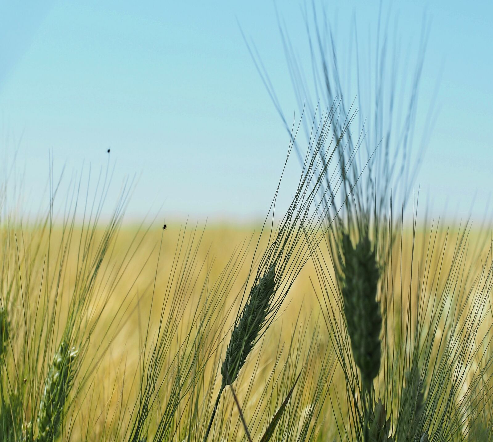 Olympus OM-D E-M5 sample photo. Barley, harvest, ripe photography