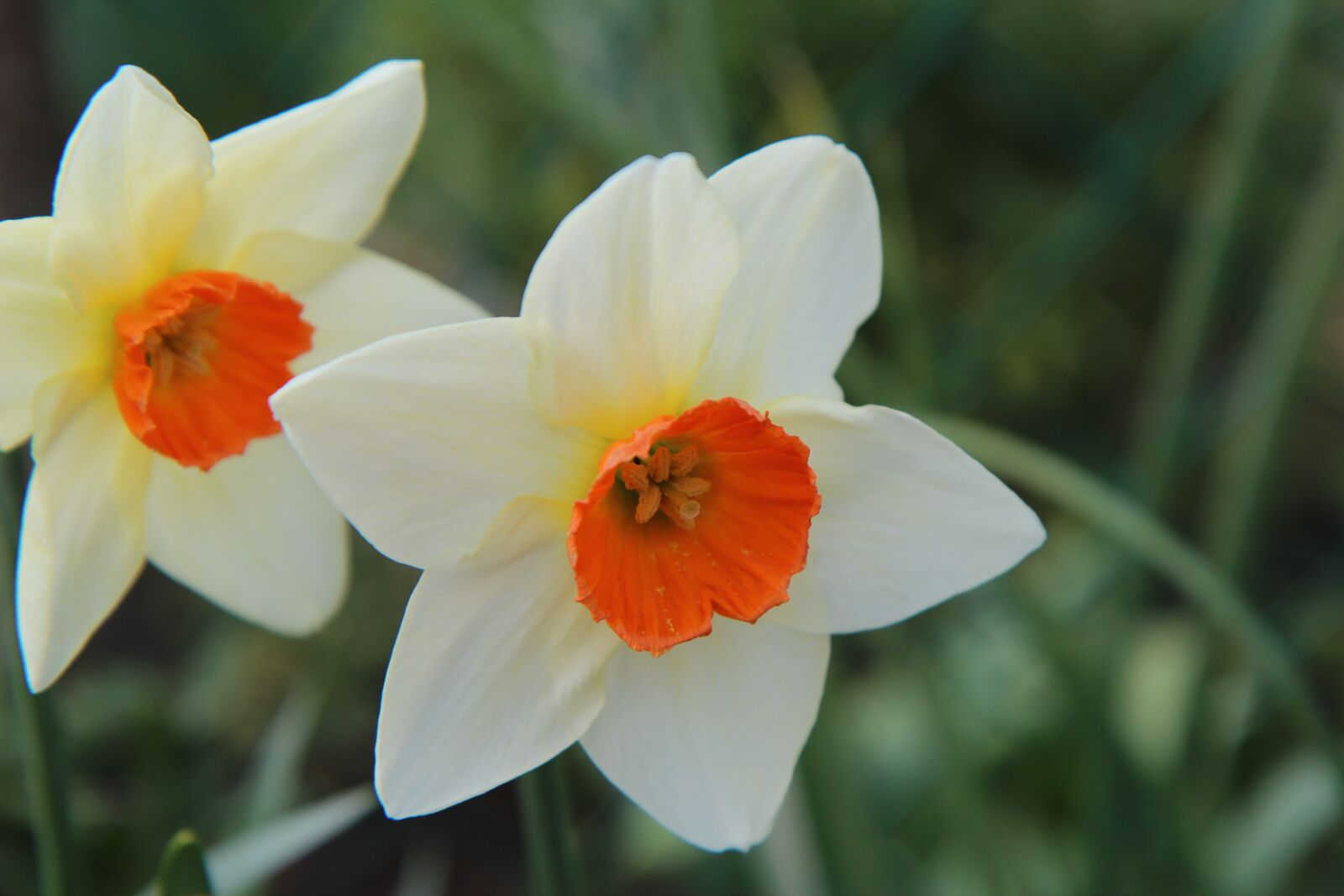 Canon EOS 600D (Rebel EOS T3i / EOS Kiss X5) sample photo. Narcissus, spring, daffodil photography