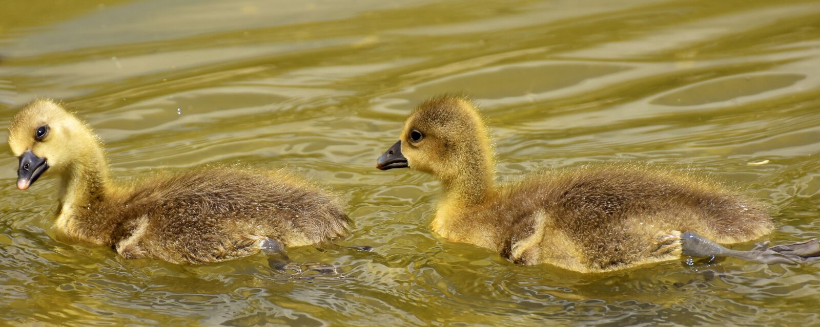 Nikon D7200 sample photo. Goslings, young bird, animal photography