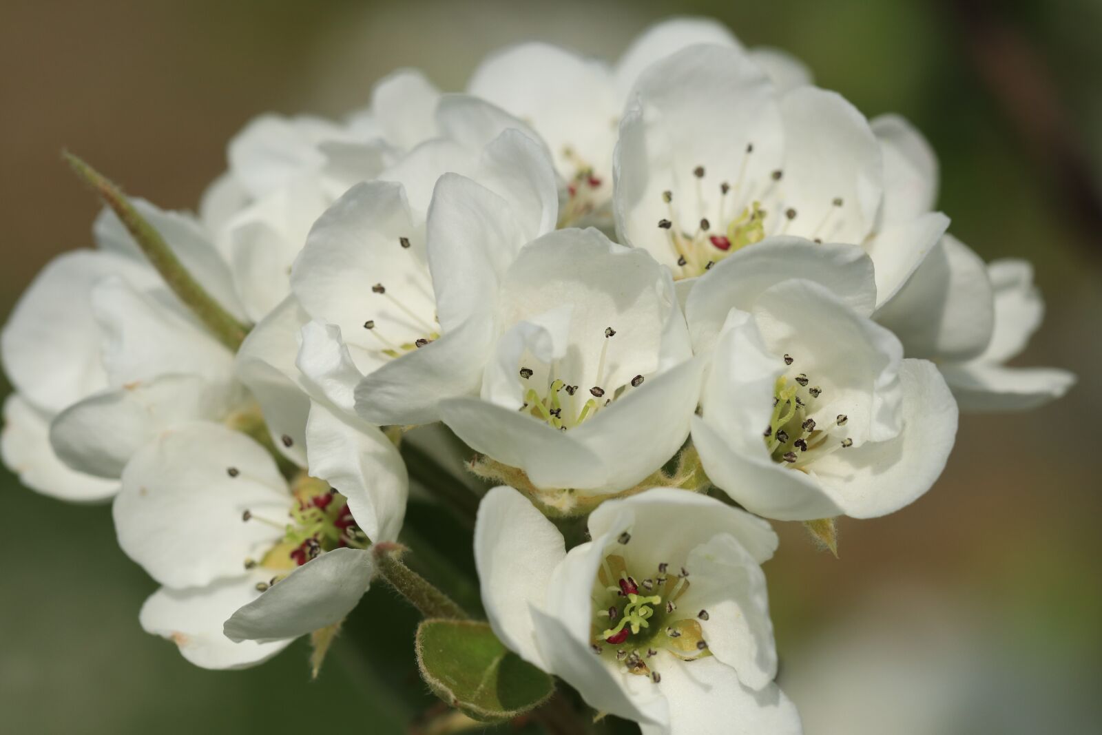 Canon EOS 80D sample photo. Blossom, perenbloesem, pear tree photography