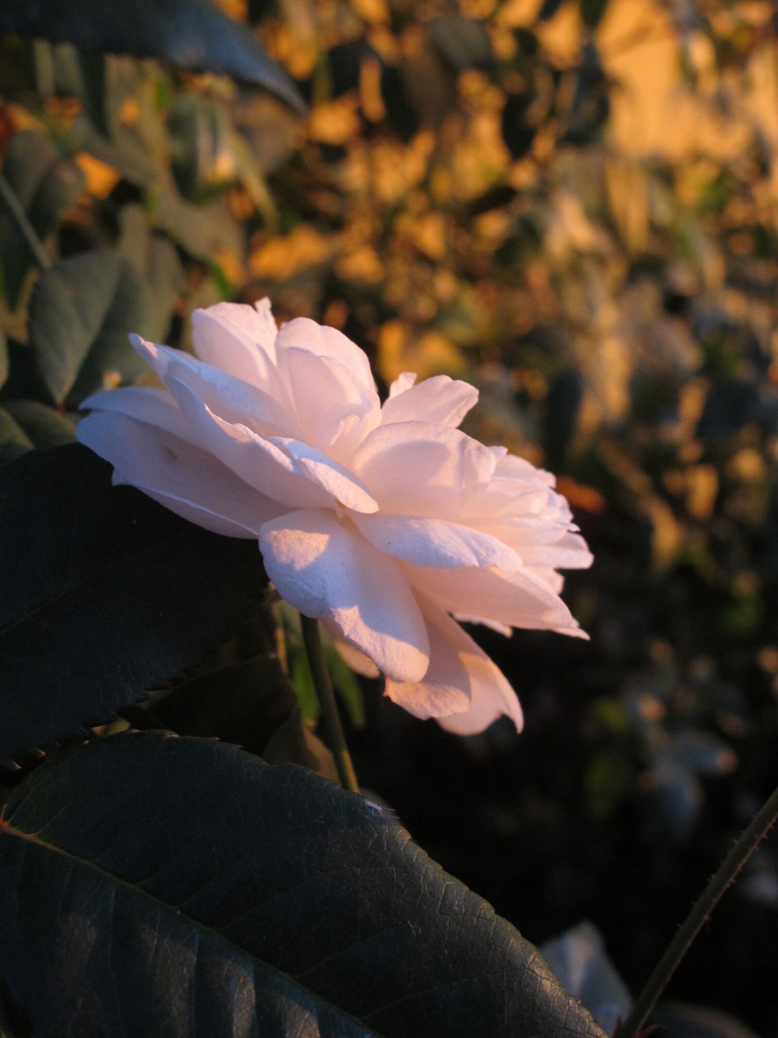 Canon PowerShot G12 sample photo. Rosa, garden, nature photography