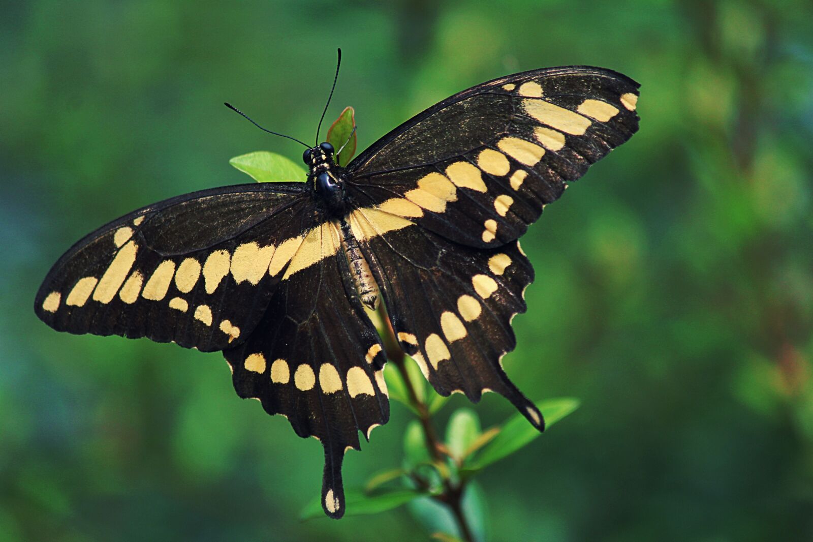Canon EOS 550D (EOS Rebel T2i / EOS Kiss X4) sample photo. Butterfly, swallowtail, insects photography