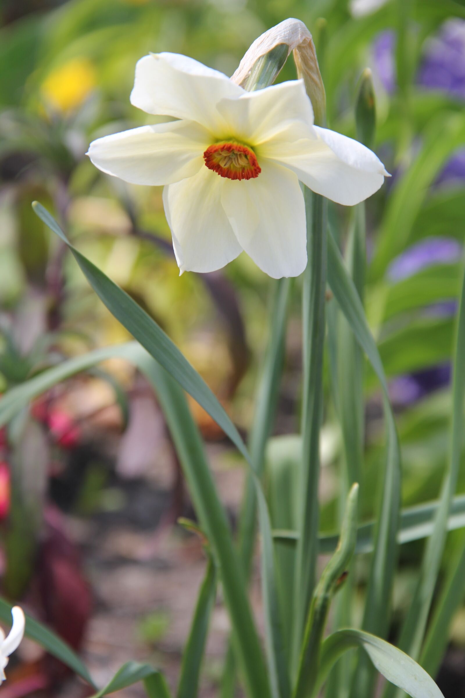 Canon EOS 60D sample photo. Flower, plant, nature photography