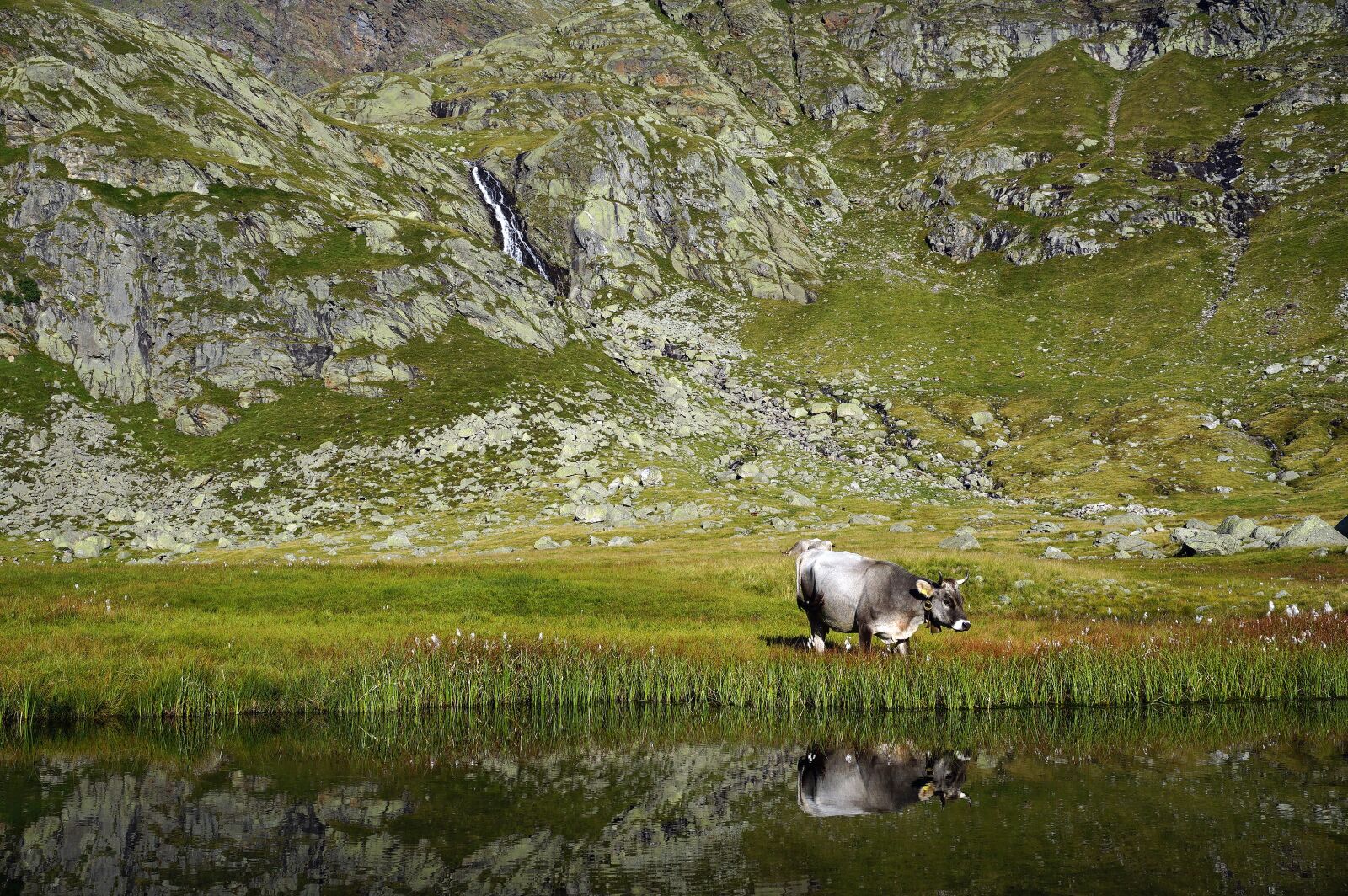 Sony a6000 sample photo. Cow, cows, mountain photography