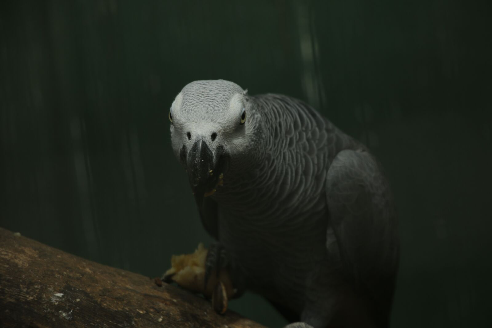 Canon EOS 70D sample photo. Nature, bird, fly photography