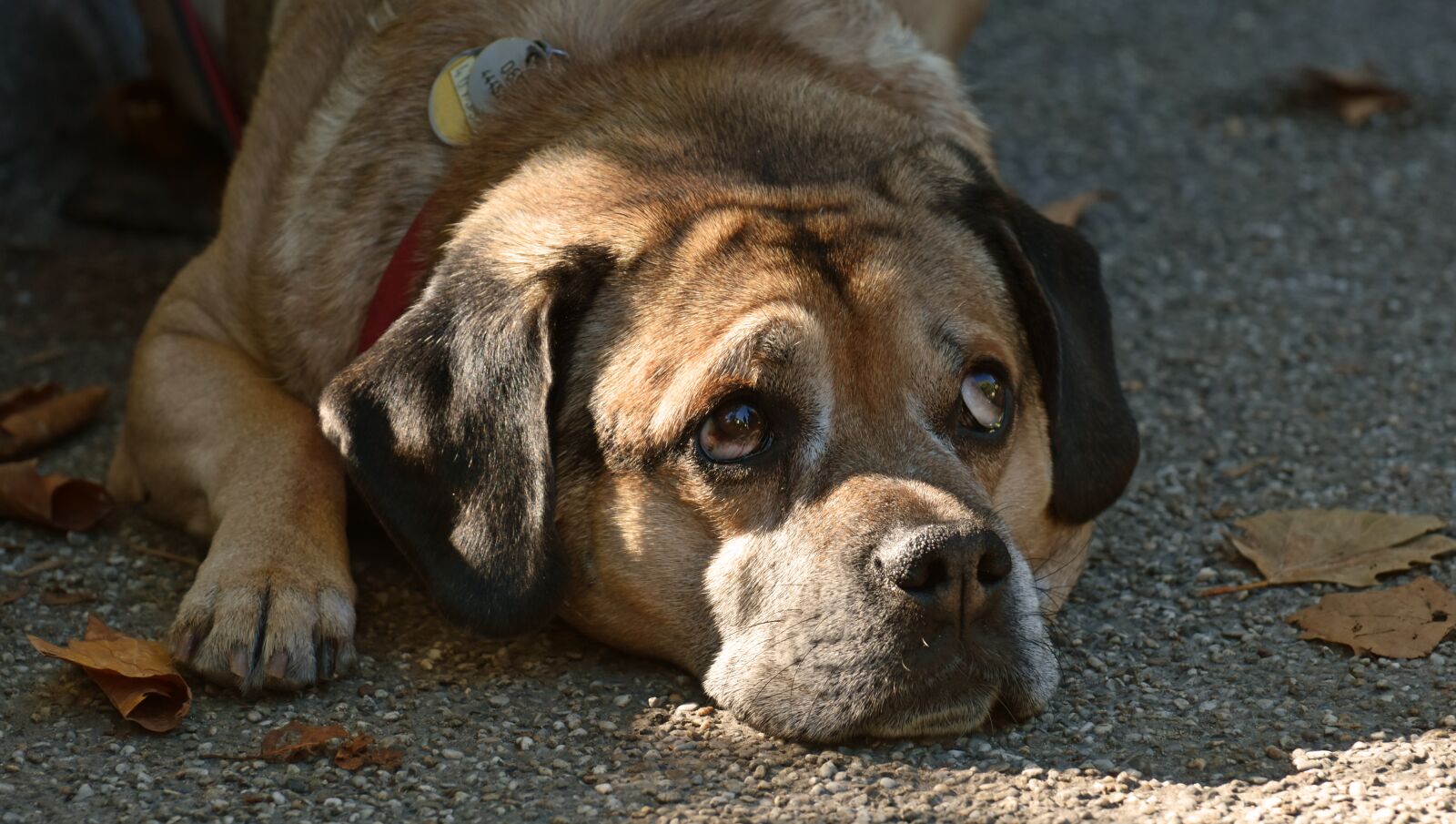 Nikon D7200 sample photo. Dog, pet, quadruped photography