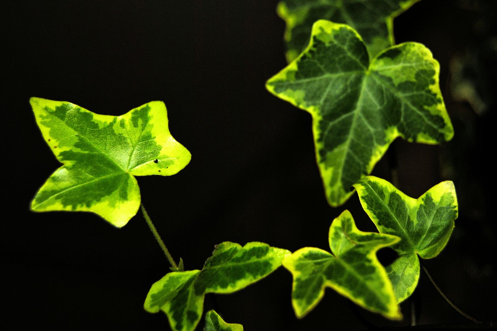 Nikon D3000 sample photo. Ivy, leaves, climber plant photography