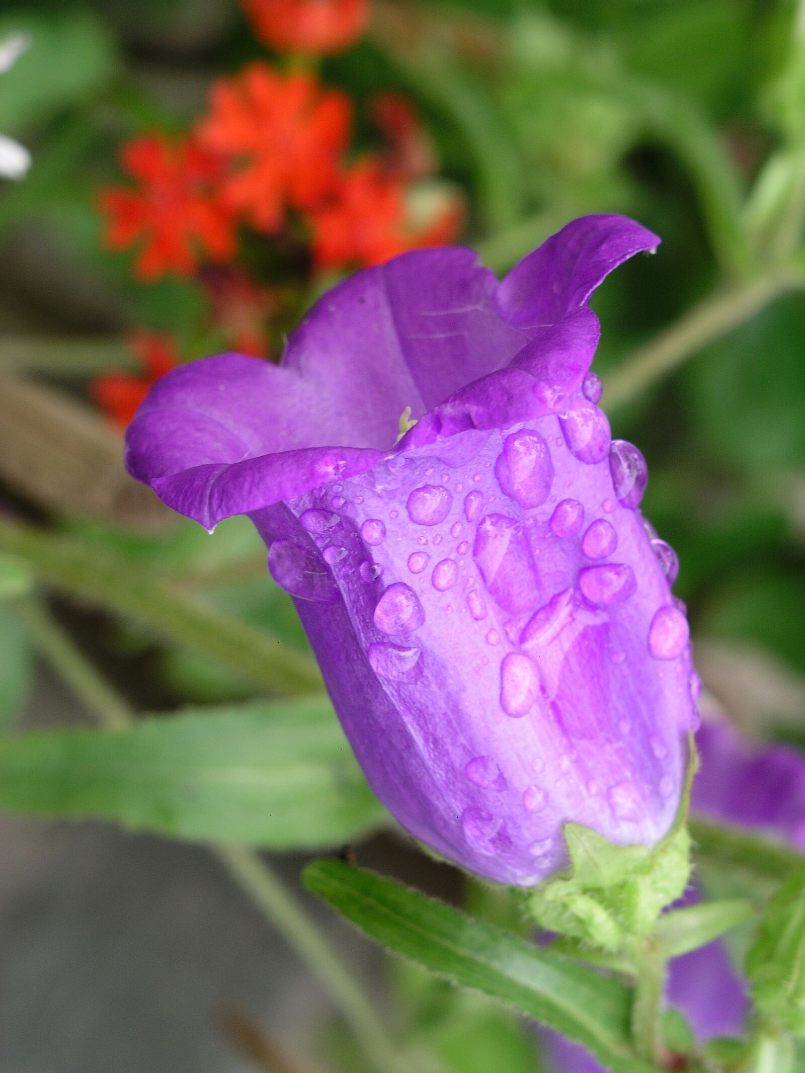 Olympus C5050Z sample photo. Flower, violet, purple photography