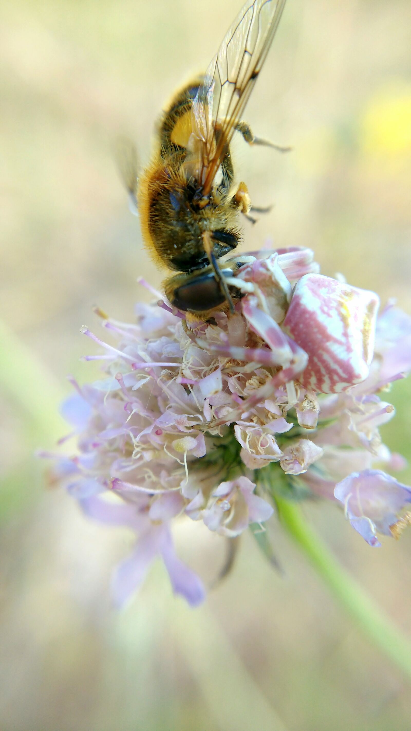 Motorola MotoG3 sample photo. Spider eating a bee photography