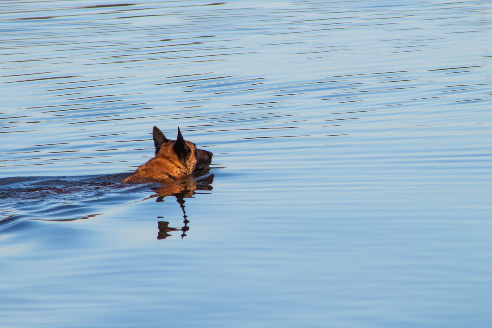 Canon EF75-300mm f/4-5.6 sample photo. Dog, belgian malinois, dog photography