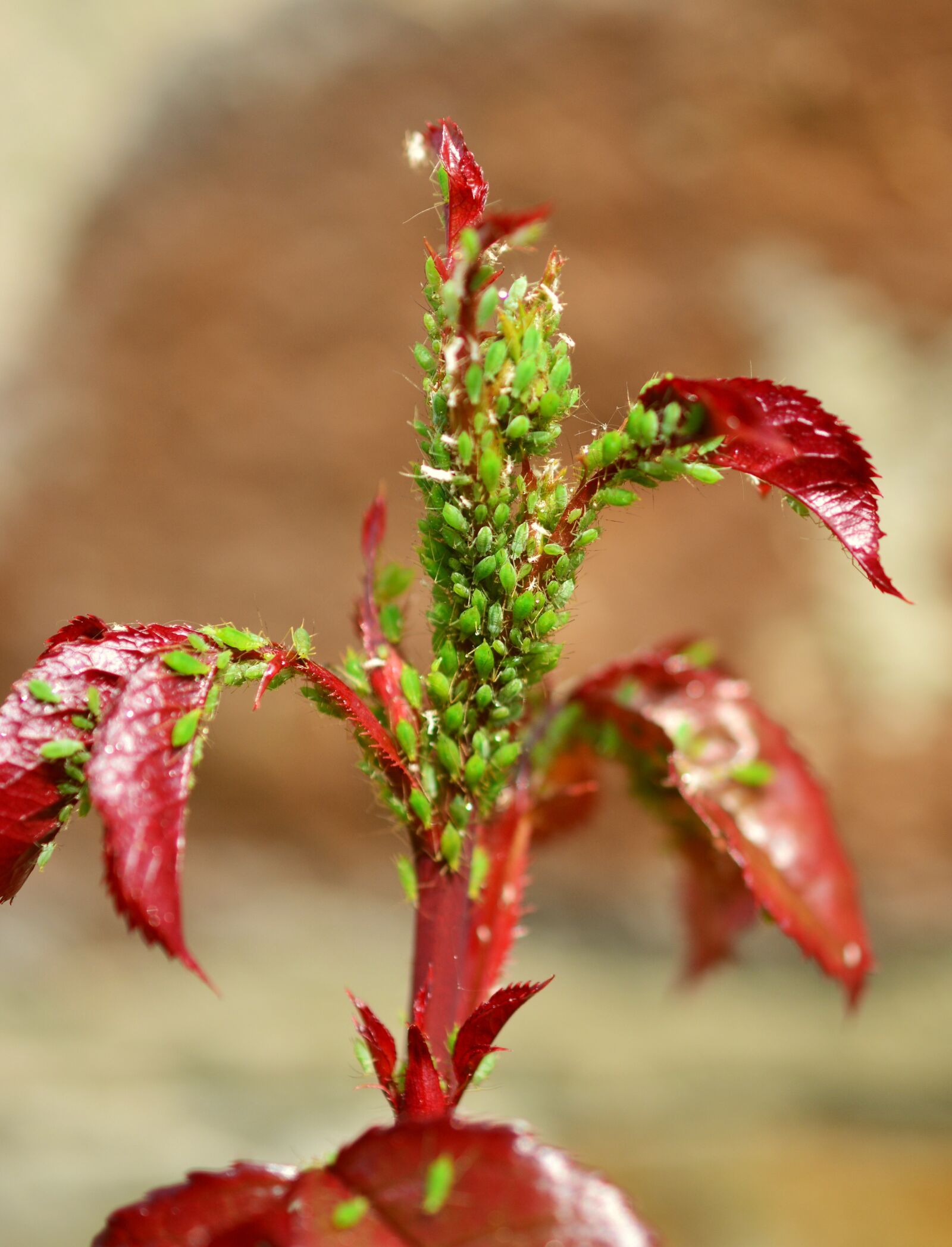 Nikon D5200 sample photo. Aphids, green aphid, aphid photography