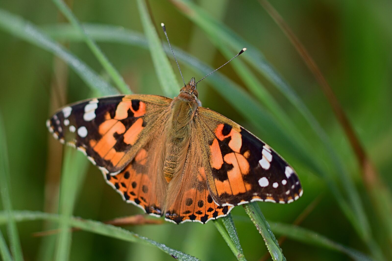 Nikon D5200 sample photo. Butterfly, thistle butterfly grass photography