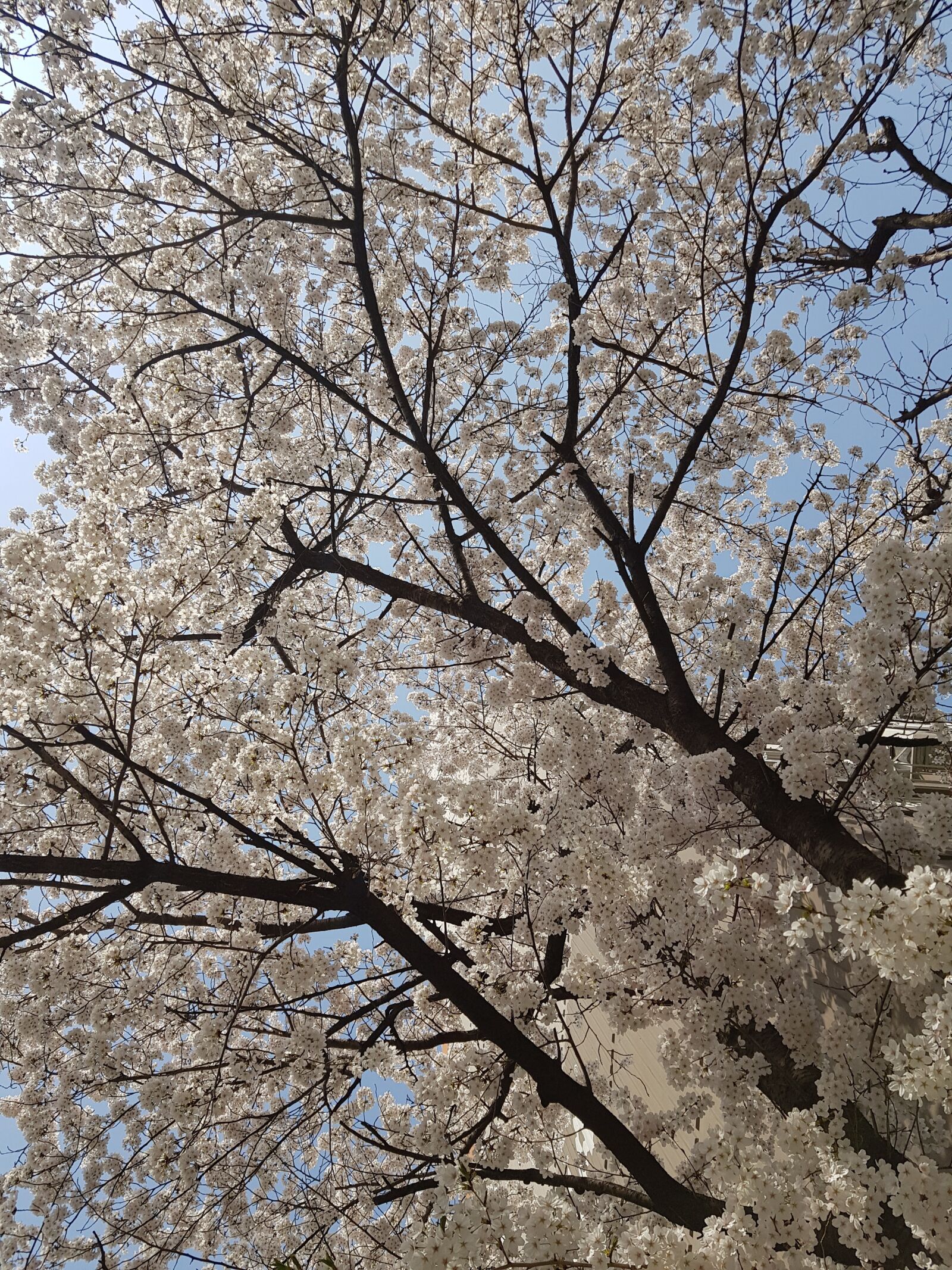 Samsung Galaxy S8+ sample photo. Lunch, beoc flowers, spring photography