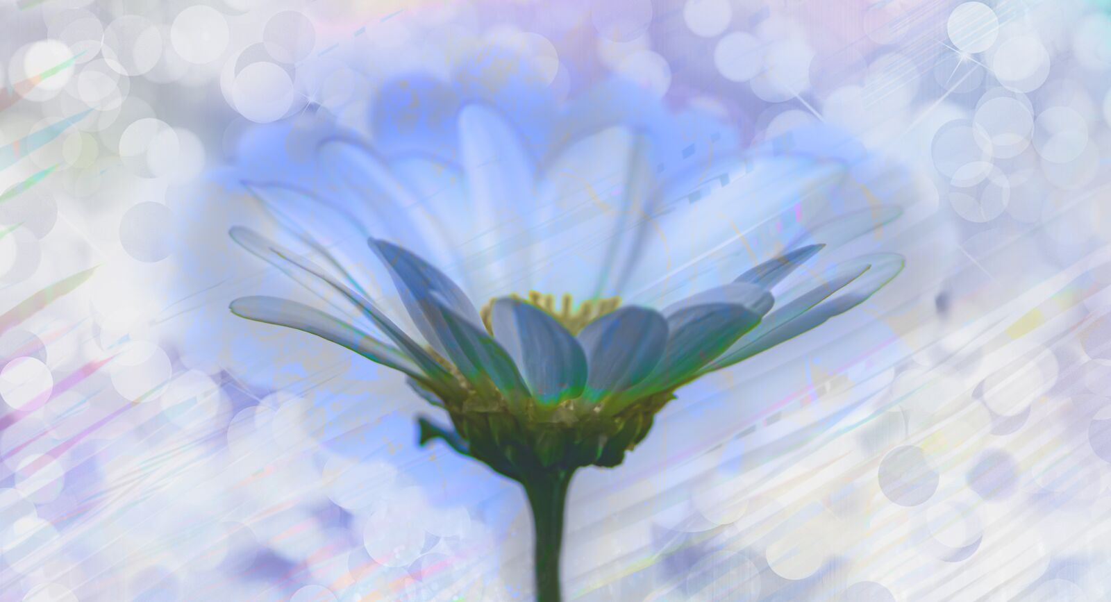 Nikon D5600 sample photo. Flower, plant, bloom photography