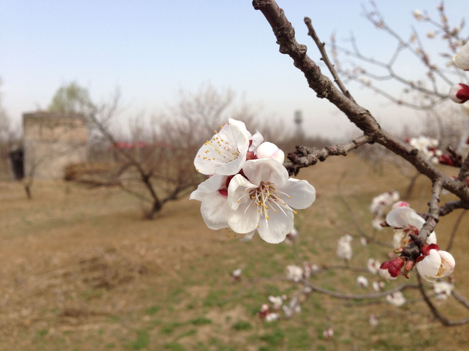 Apple iPhone 5 sample photo. Spring, peach blossom, in photography