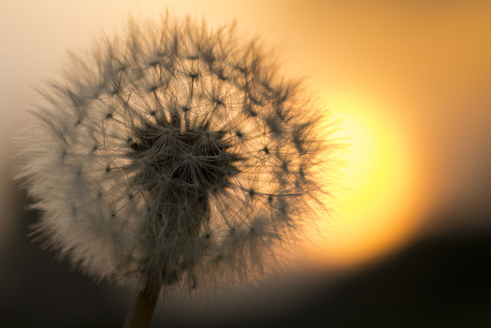 Canon EOS 600D (Rebel EOS T3i / EOS Kiss X5) sample photo. Dandelion, flower photography