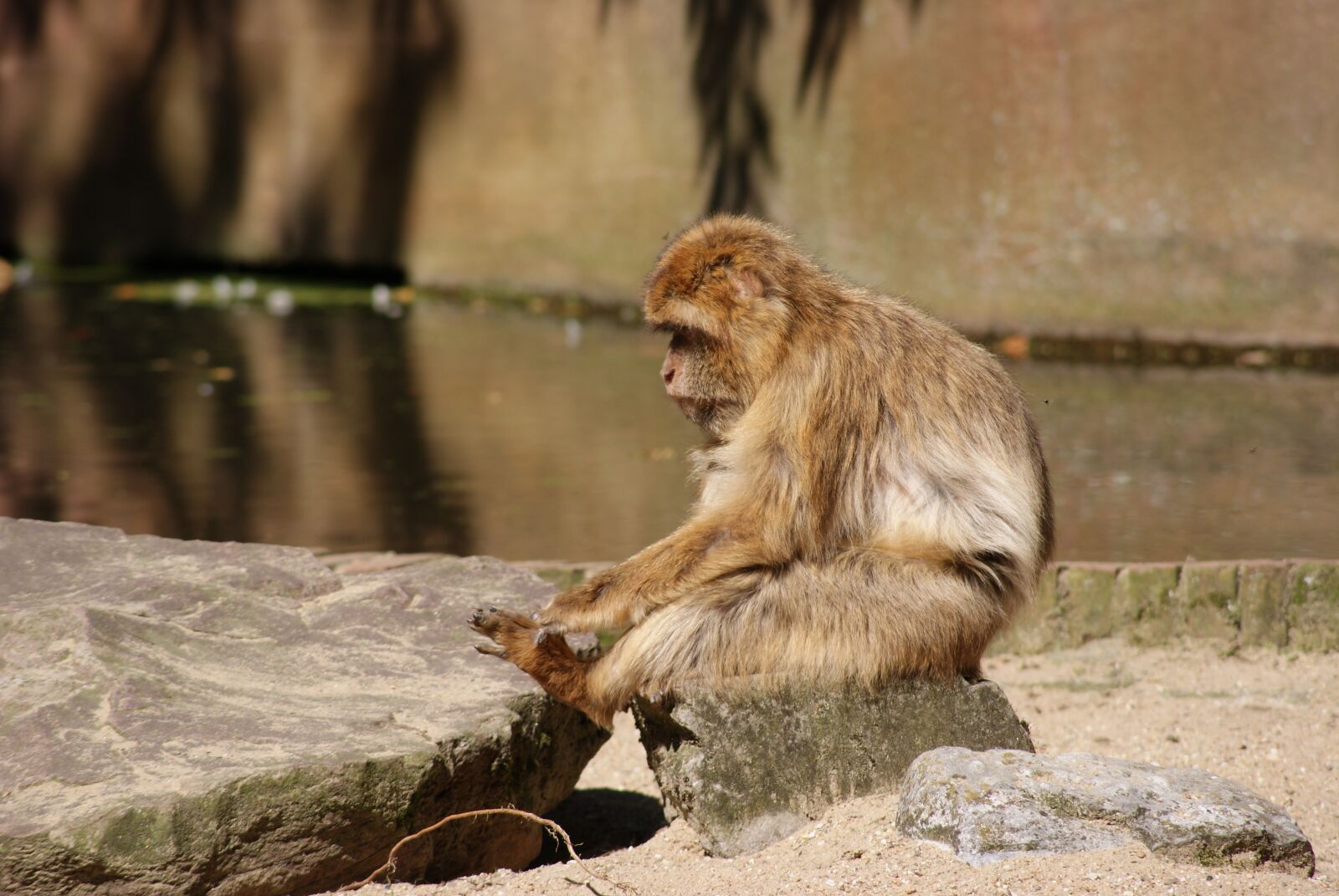 Sony Alpha DSLR-A330 sample photo. Barbary macaque, monkey, apes photography