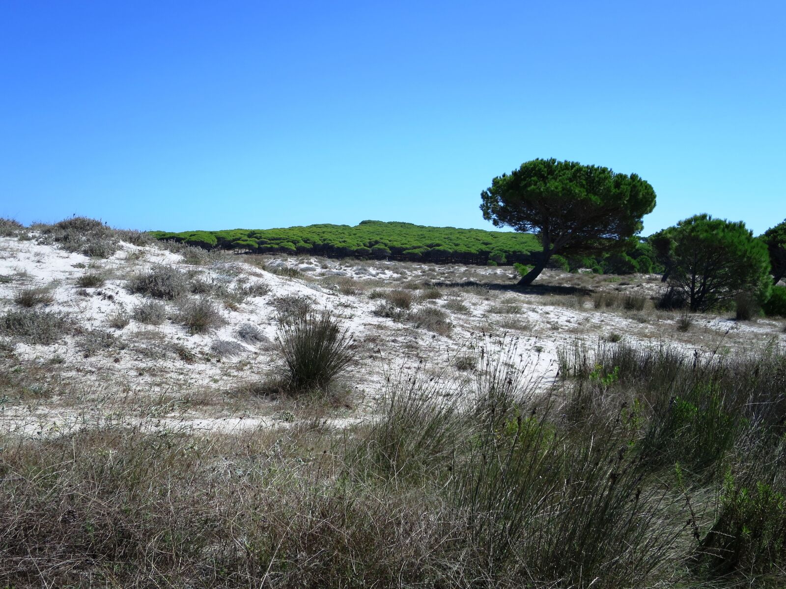 Canon PowerShot S120 sample photo. Dune landscape, the beach photography