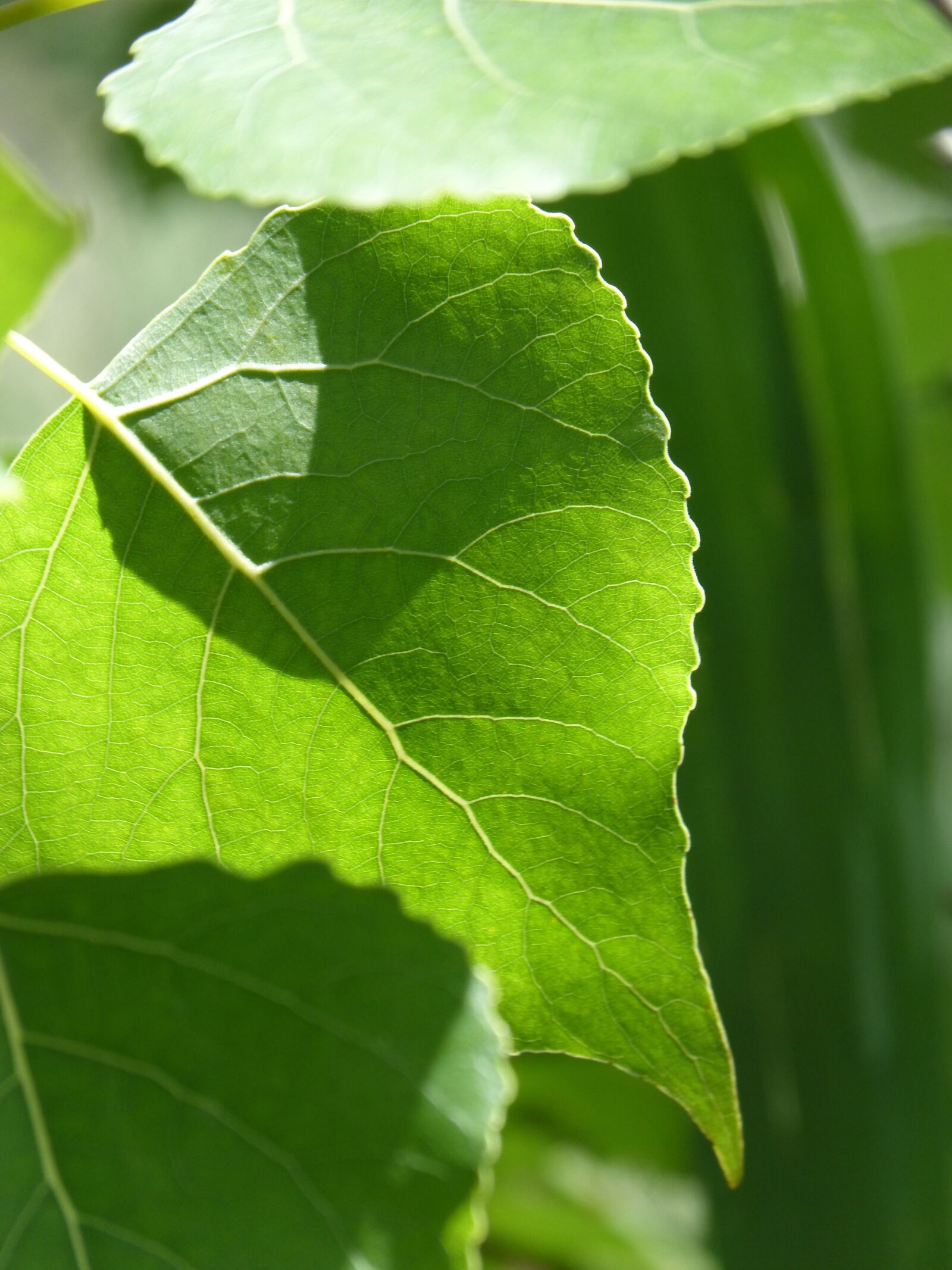 Panasonic DMC-FZ62 sample photo. Leaf, translucent, outbreak photography