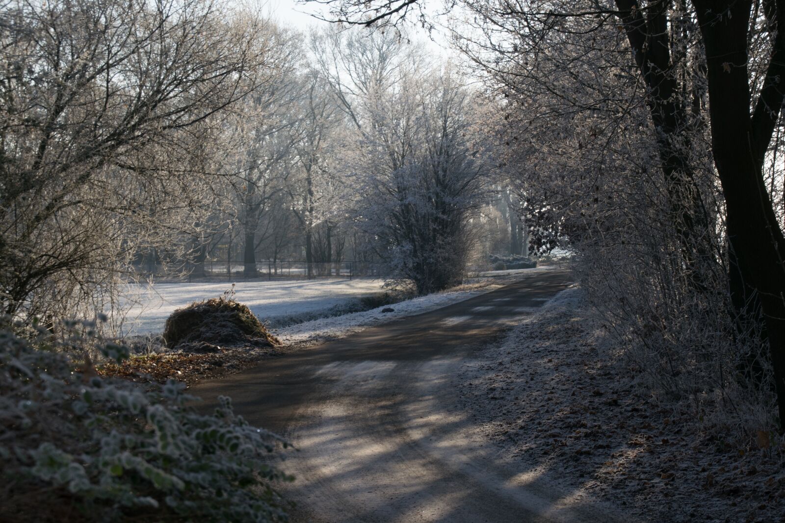 Nikon D3300 sample photo. Trees, winter, snow photography