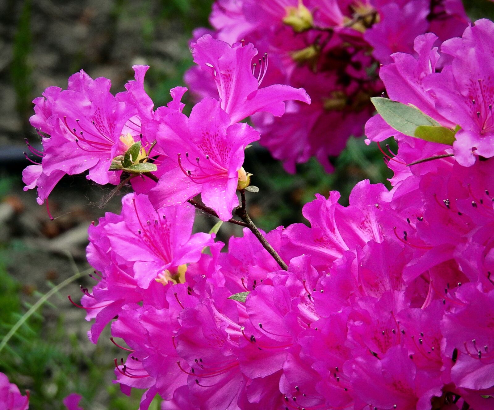 Nikon Coolpix P900 sample photo. Beauty, colorful flowers, spring photography