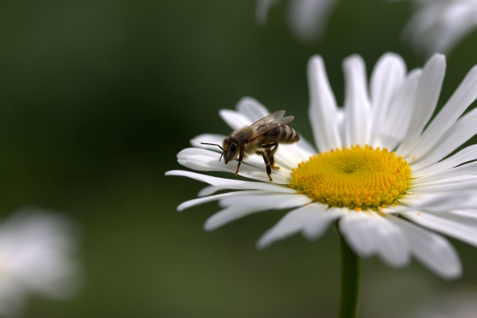 Canon EF-S 60mm F2.8 Macro USM sample photo. Bee, daisy, pollen photography