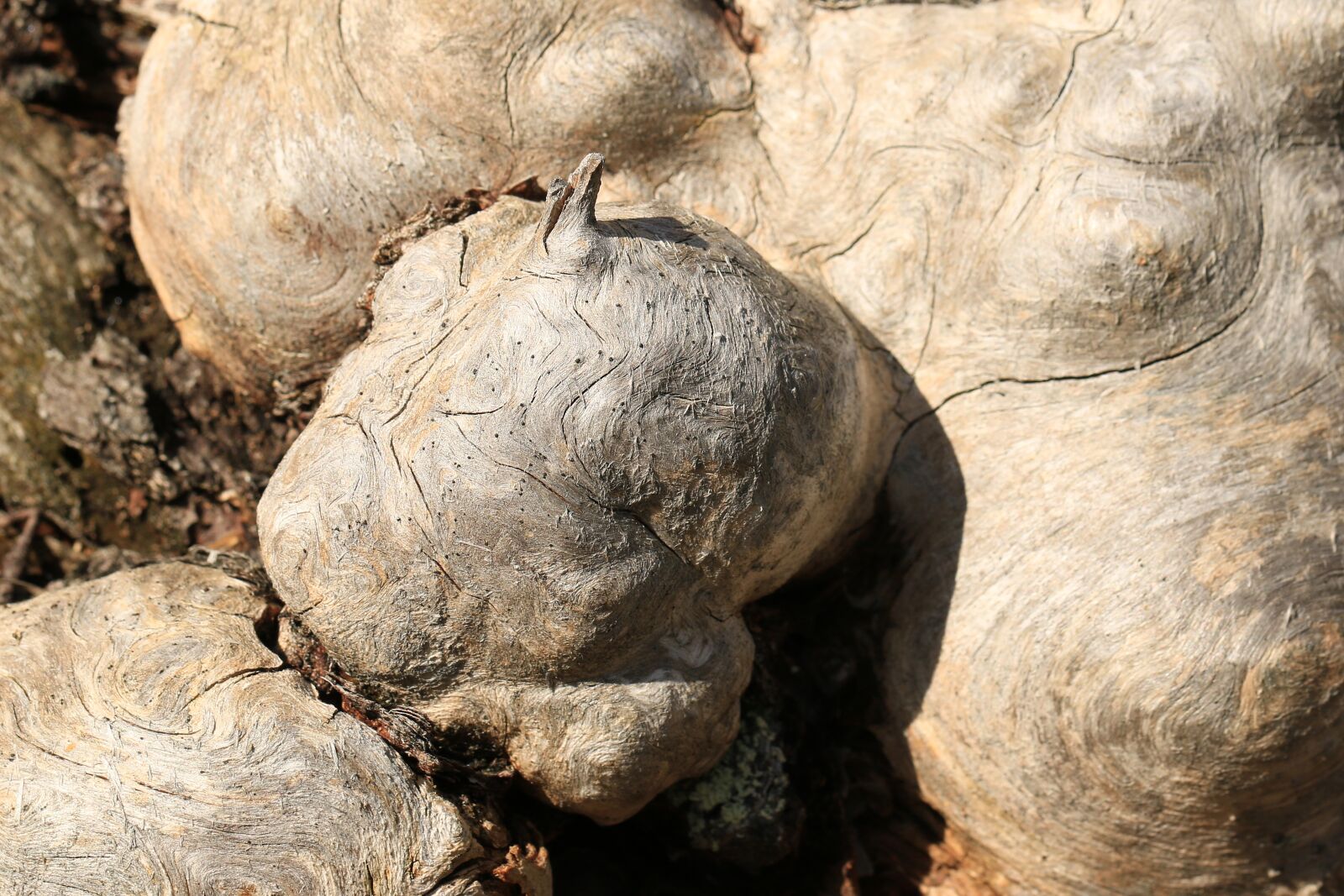 Canon EF 100mm F2.8L Macro IS USM sample photo. Root, braid, grain photography