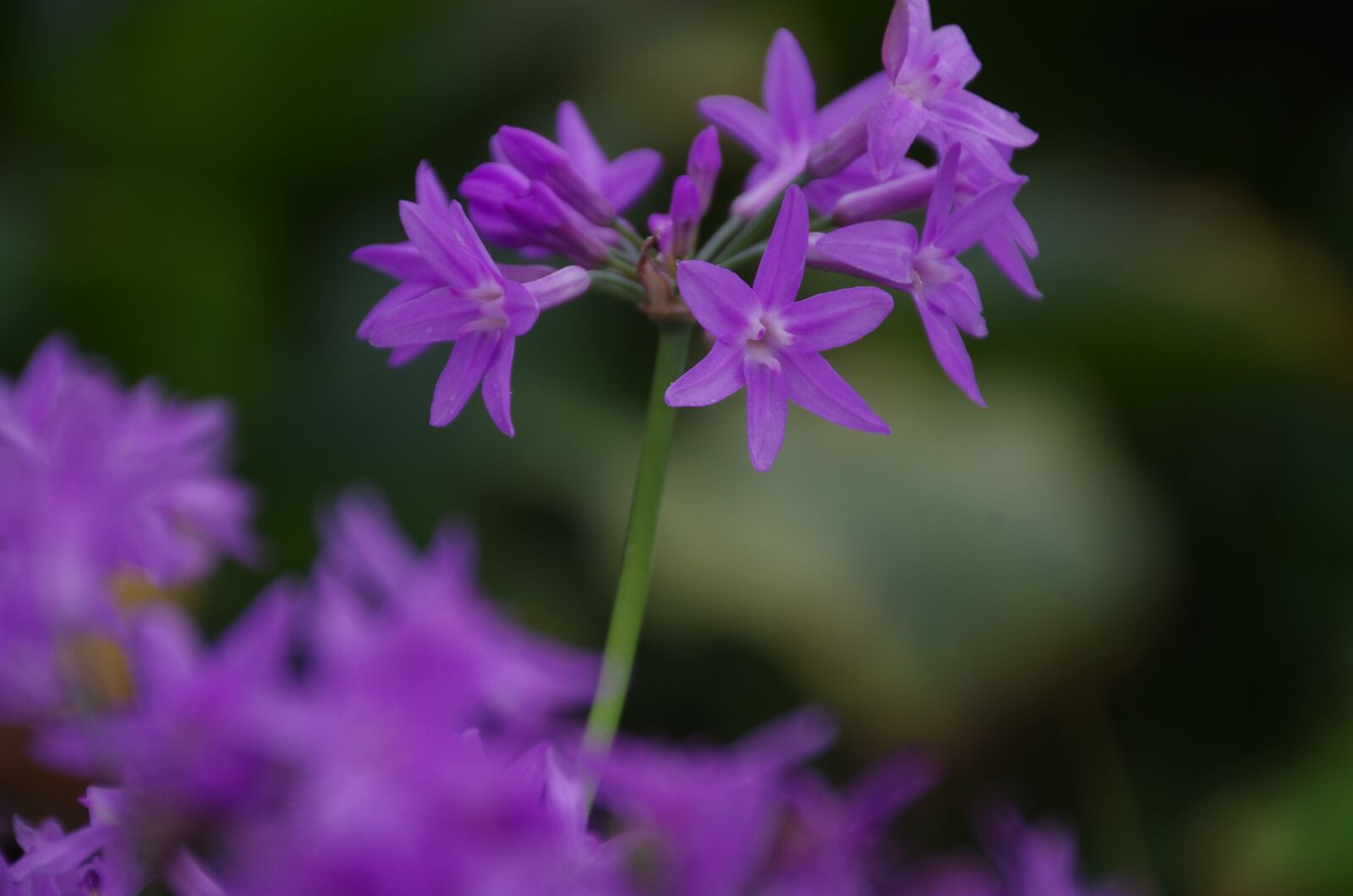 Pentax K-50 sample photo. Spring equinox, flowers and photography