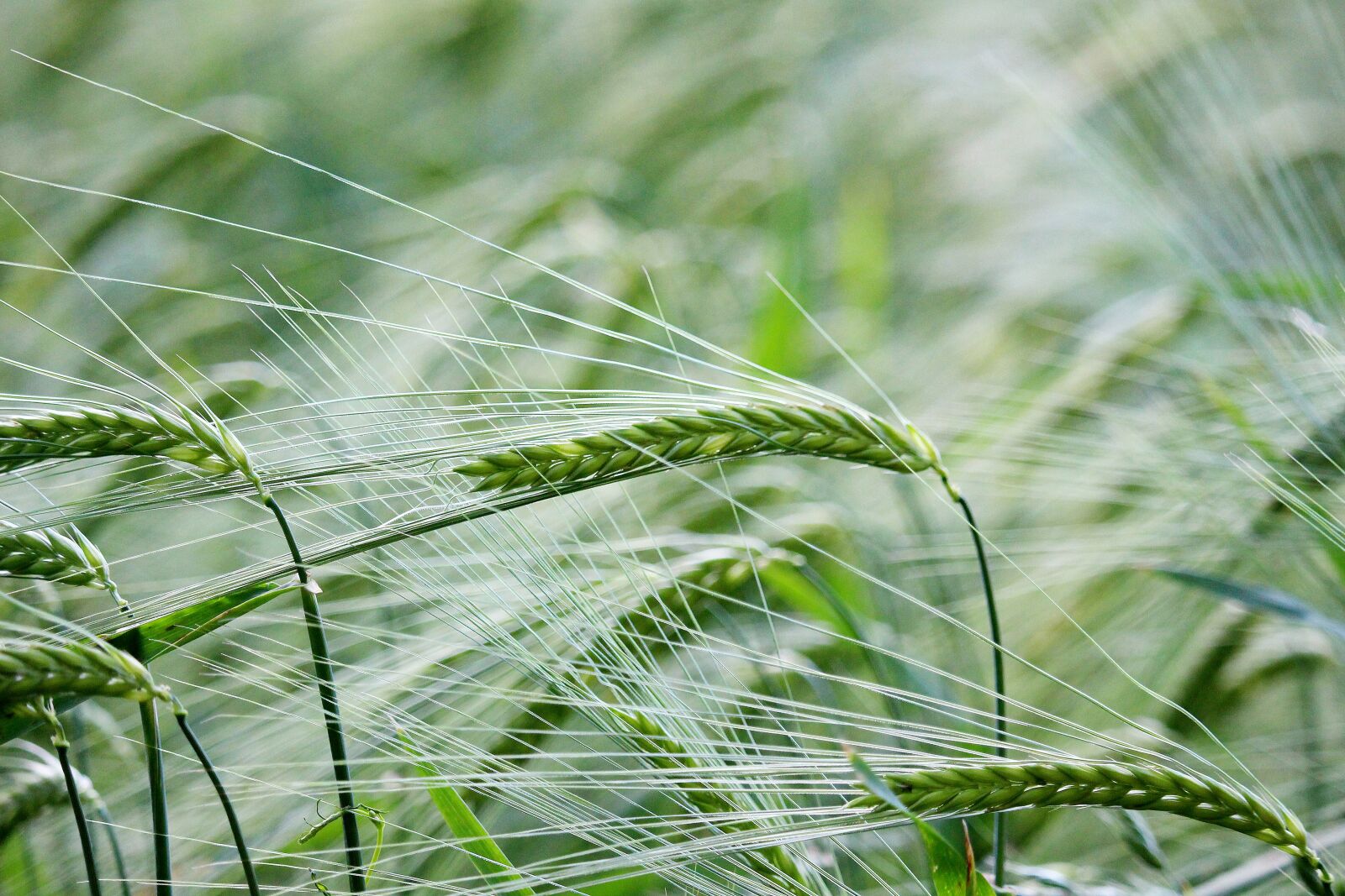 Canon EF-S 55-250mm F4-5.6 IS STM sample photo. Cereals, barley, cornfield photography