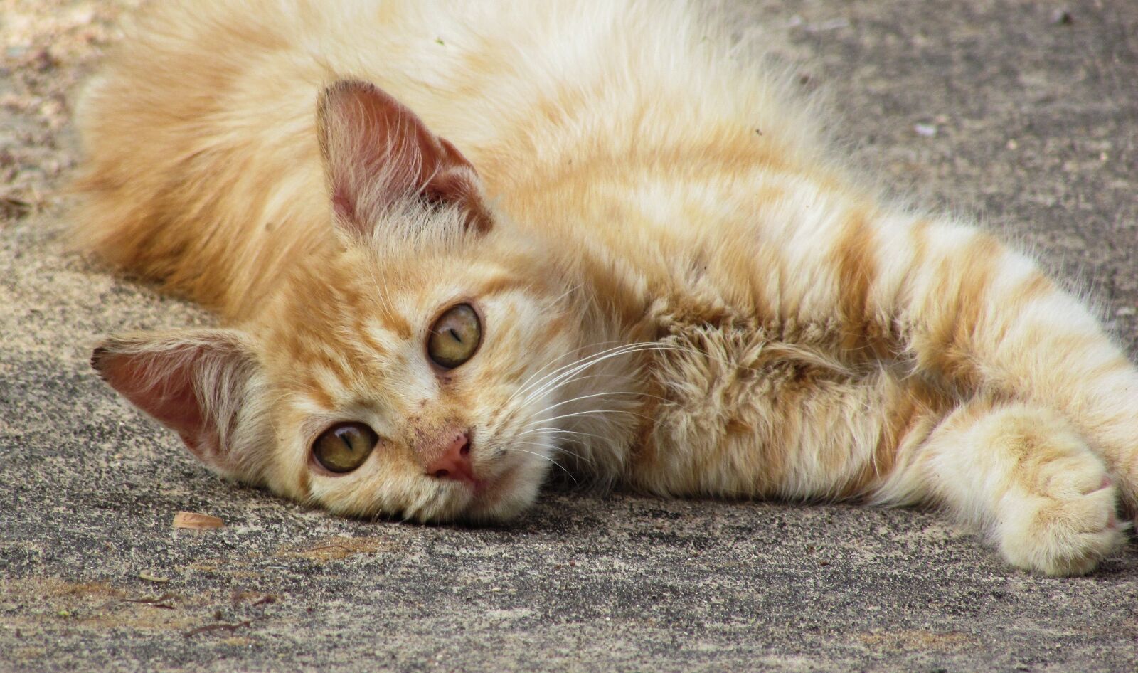 Canon PowerShot SX400 IS sample photo. Cat, young, kitten photography