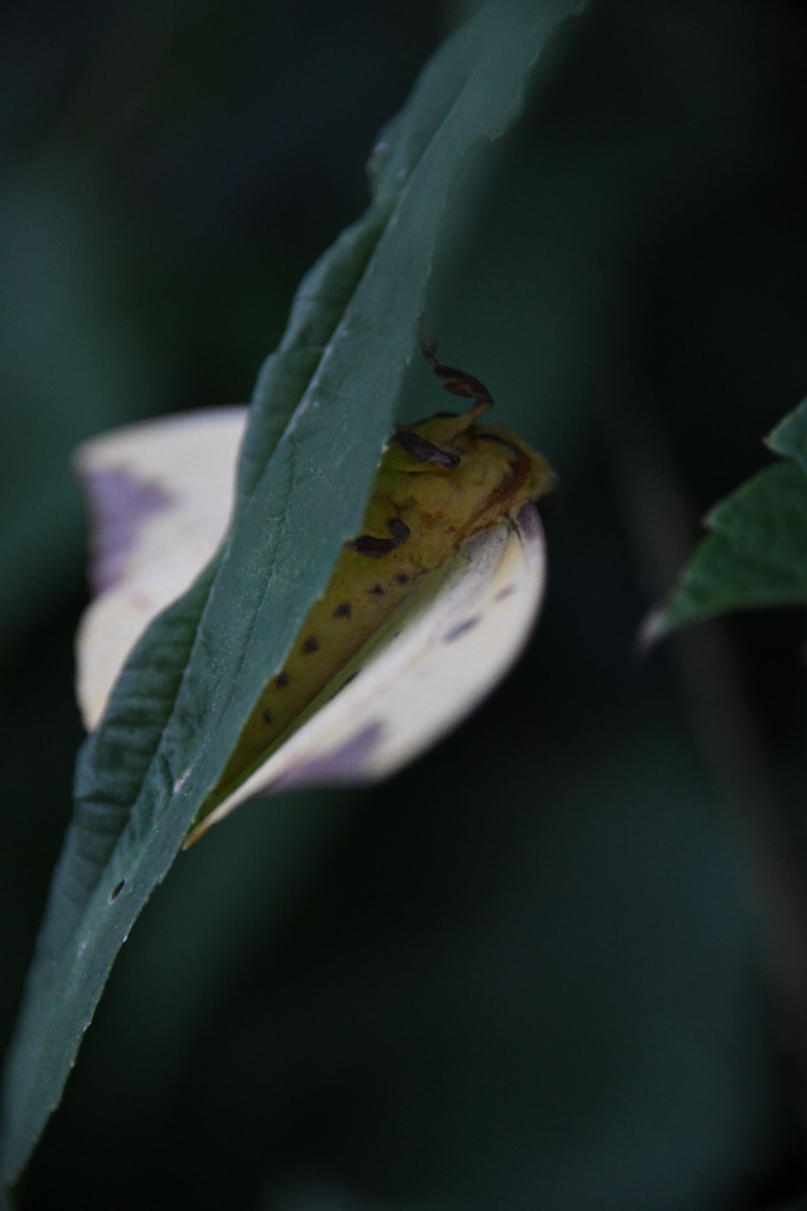 Nikon D850 sample photo. Imperial, moth, eacles photography