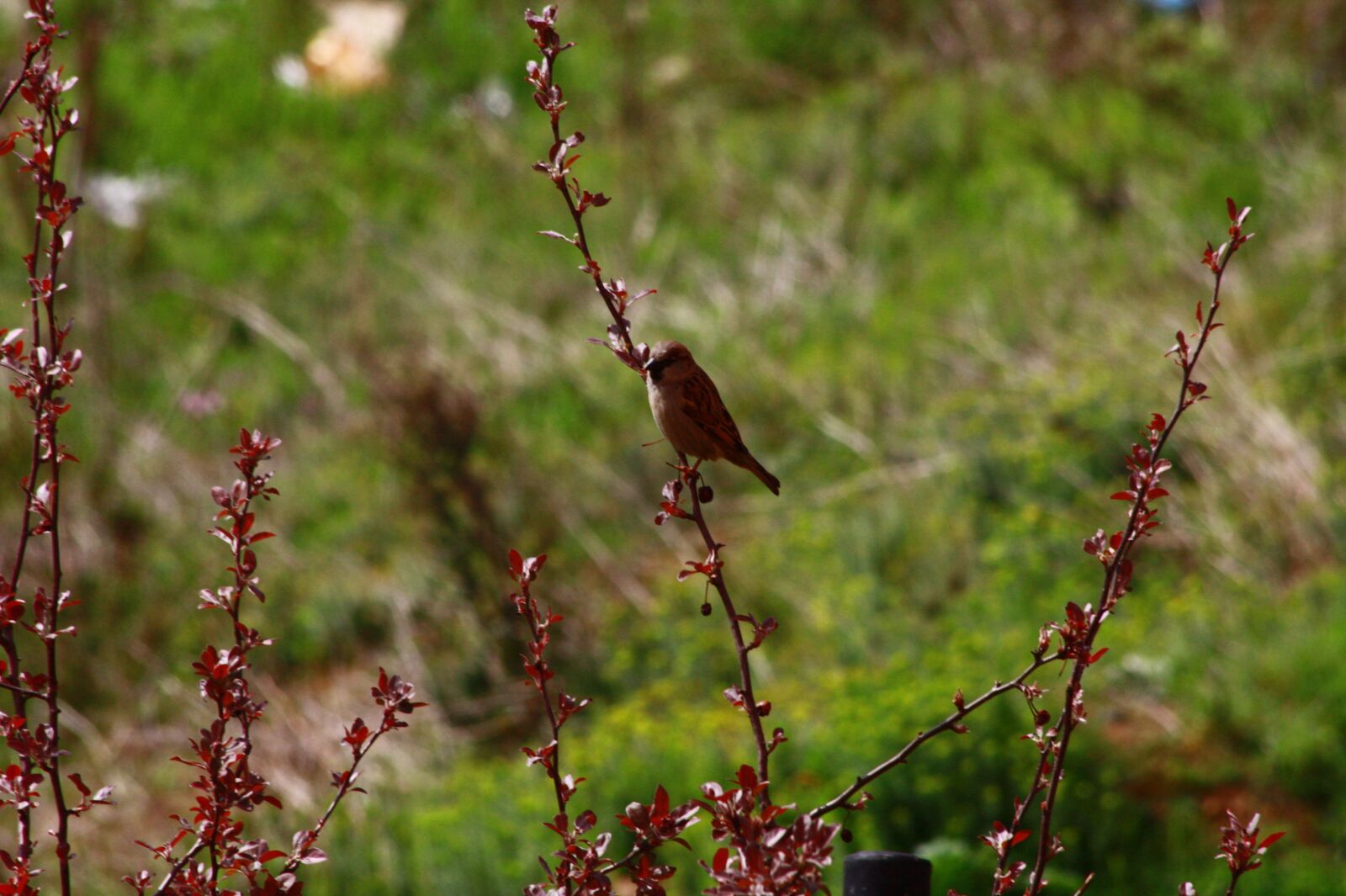Canon EOS 450D (EOS Rebel XSi / EOS Kiss X2) sample photo. Bird, tree, nature photography