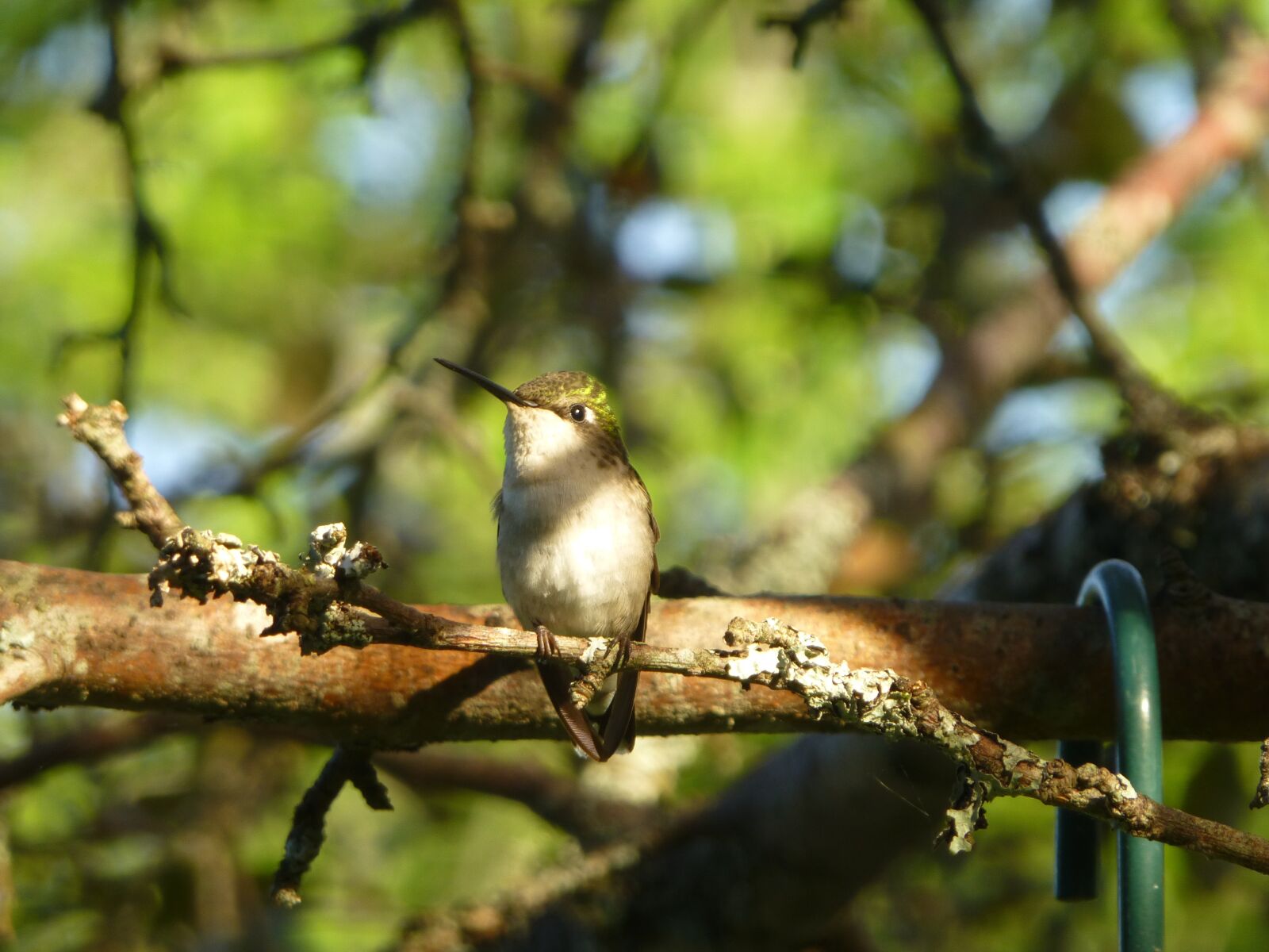 Panasonic DMC-ZS19 sample photo. Hummingbird, bird, nature photography