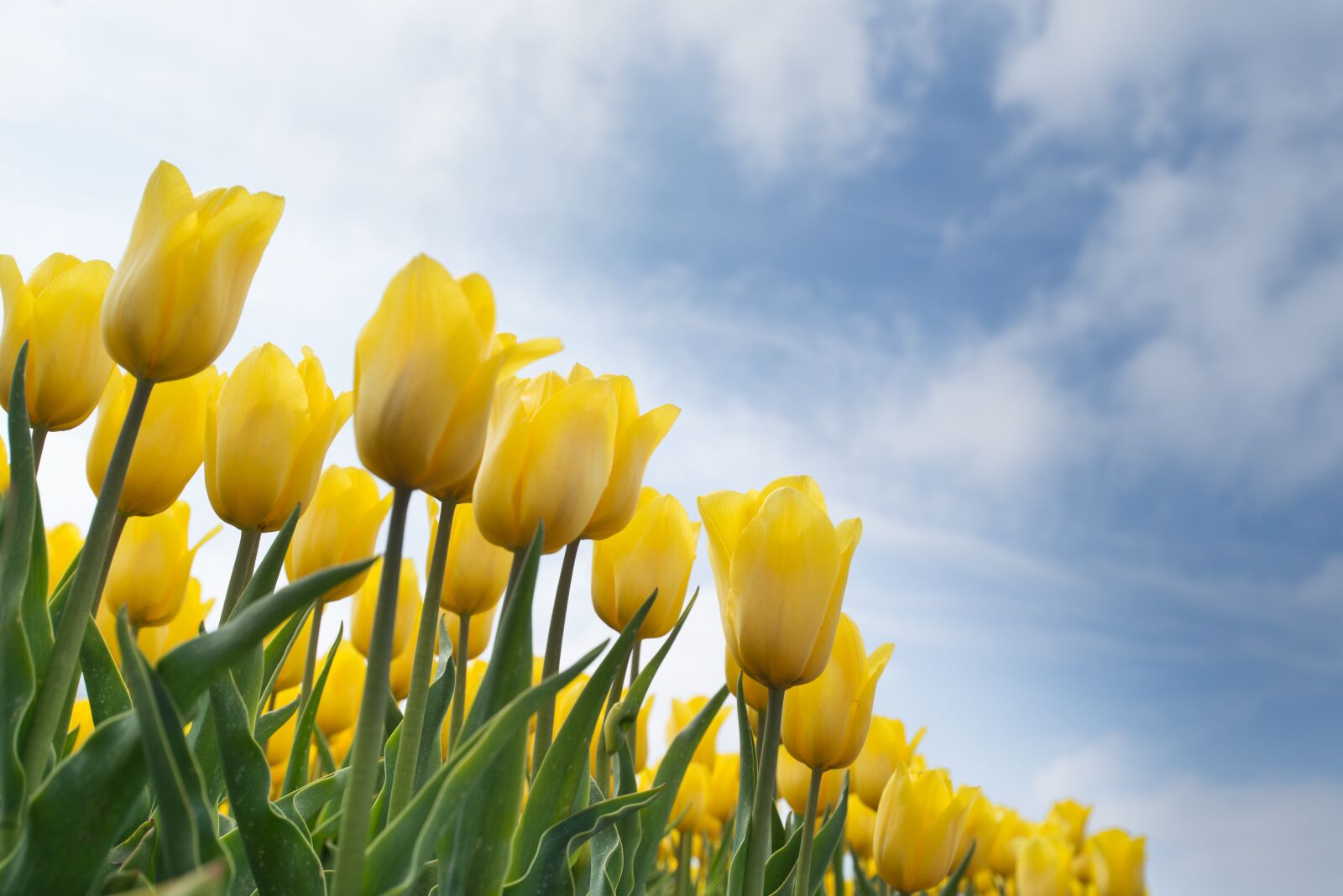 Nikon D610 sample photo. Yellow, tulip, bulb photography