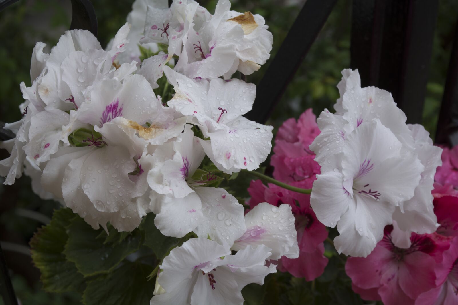 Nikon D5200 sample photo. Natural, white, pink photography