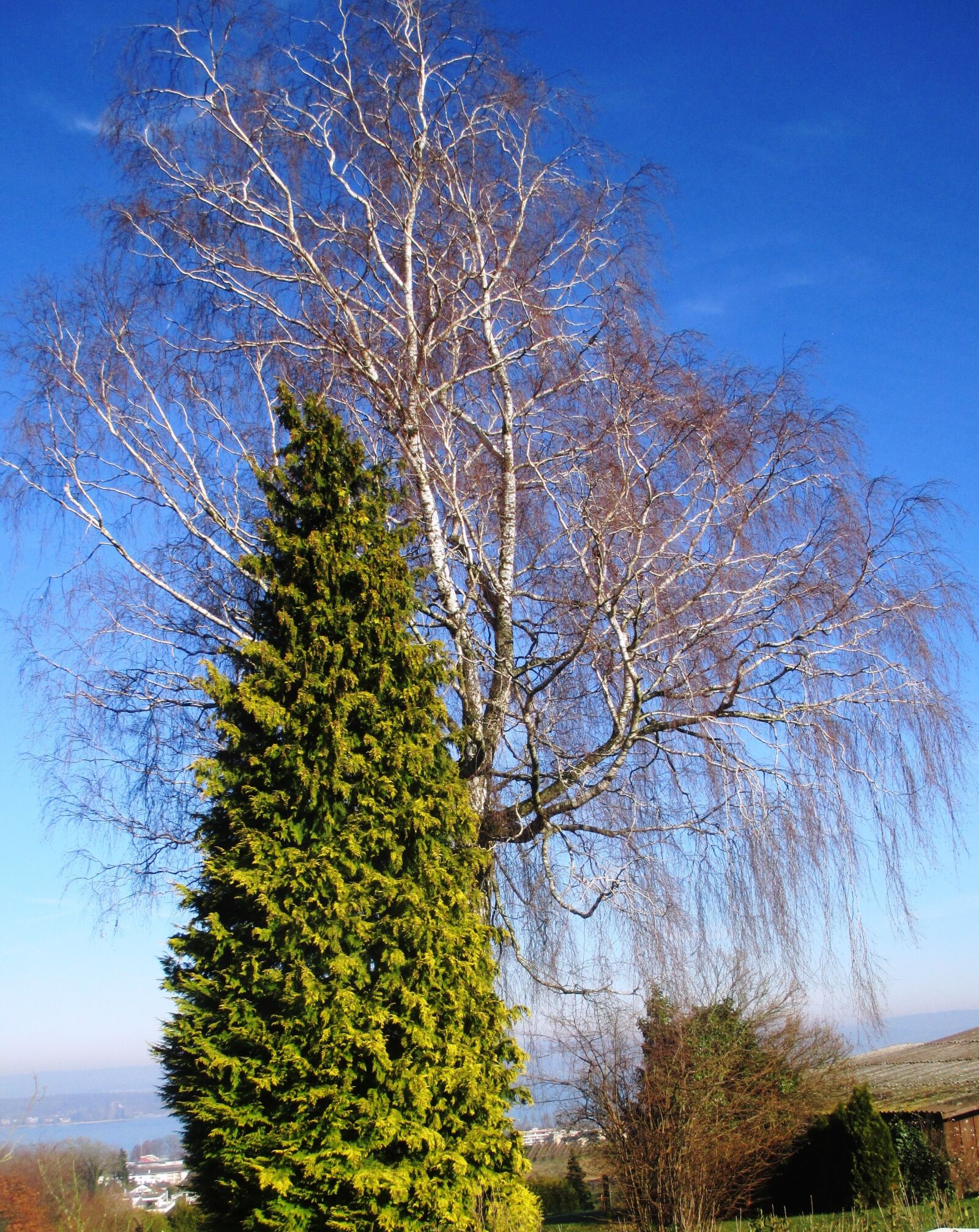 Canon PowerShot ELPH 115 IS (IXUS 132 / IXY 90F) sample photo. Tree, landscape, green photography