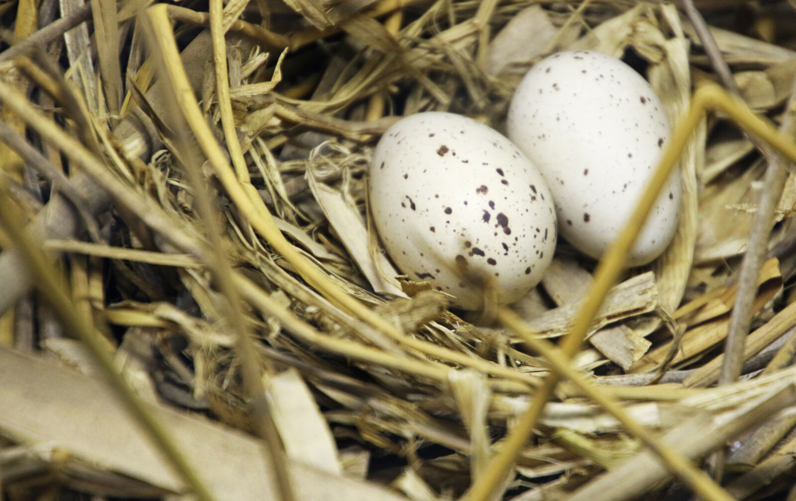 Canon EOS 7D Mark II sample photo. Baby, background, basket, bird photography