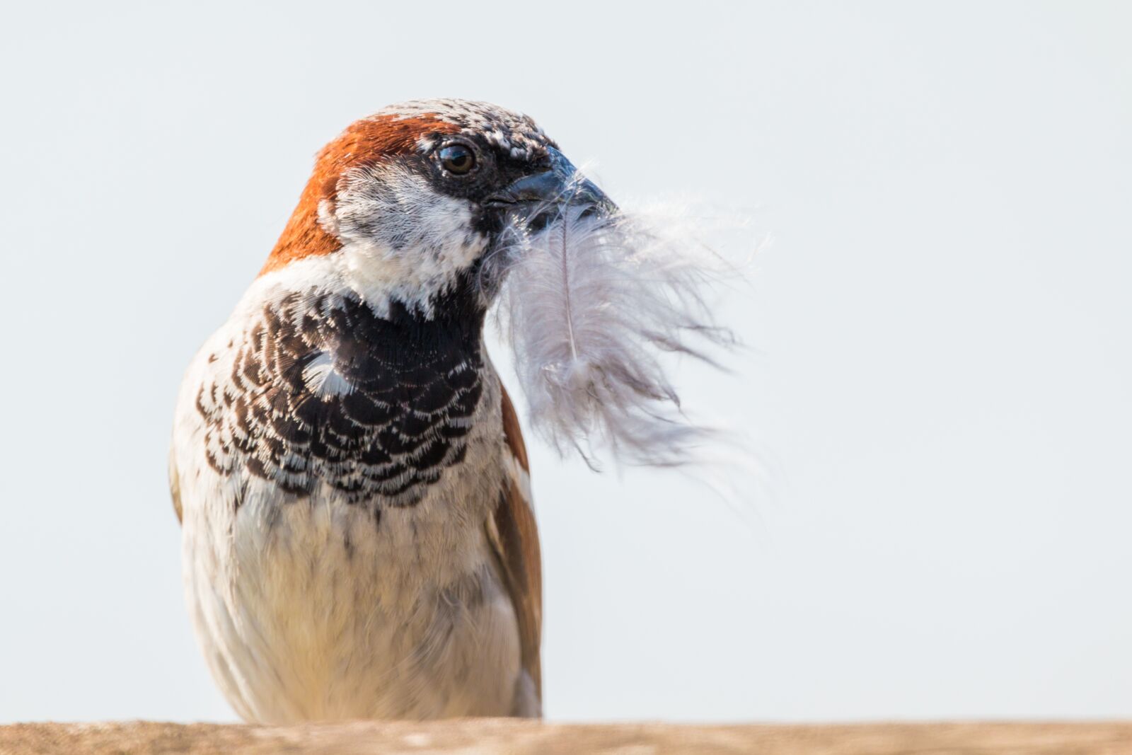 150-600mm F5-6.3 DG OS HSM | Contemporary 015 sample photo. House sparrow, sparrow, nest photography