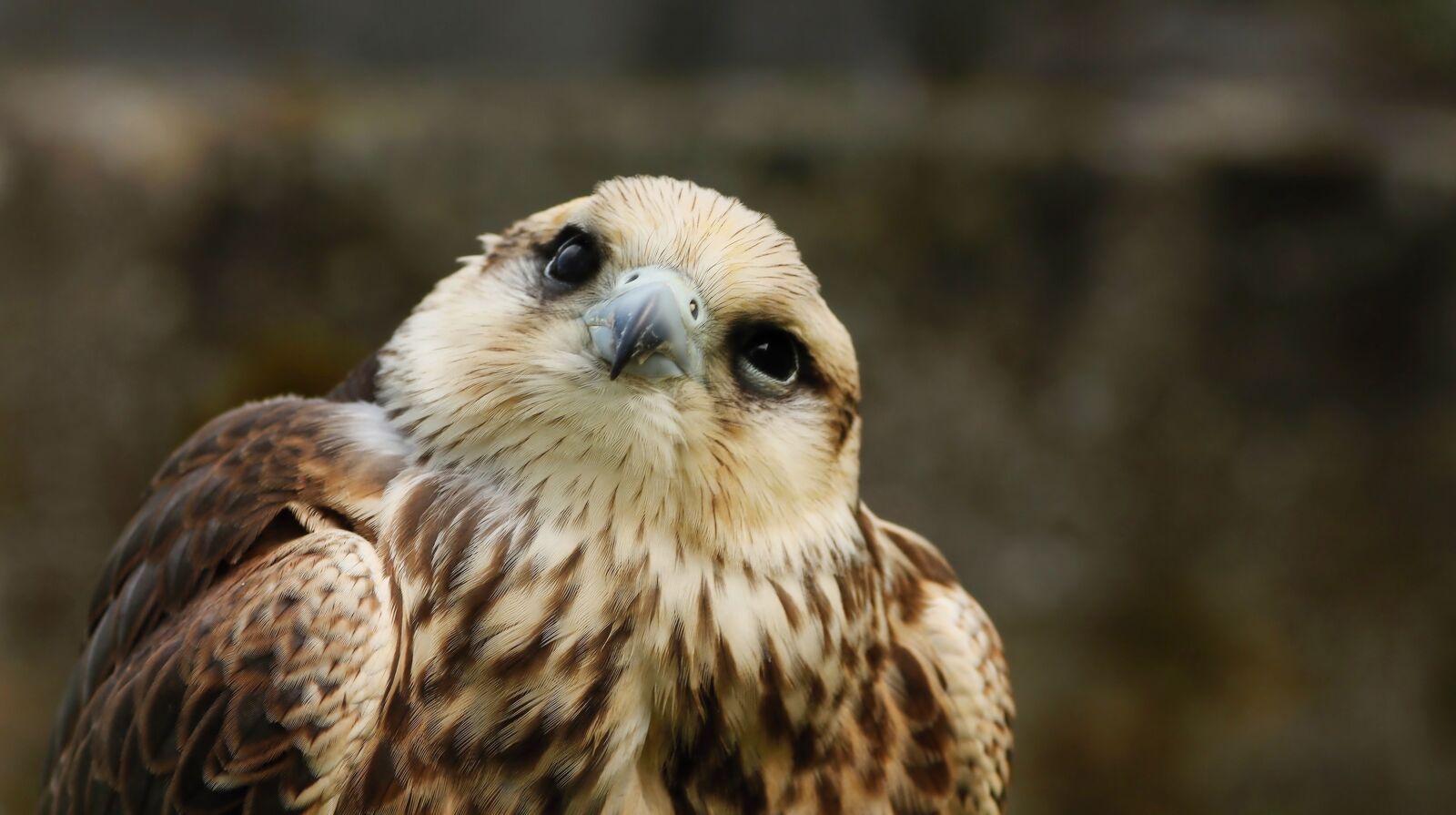 Canon EOS 650D (EOS Rebel T4i / EOS Kiss X6i) sample photo. Falcon, birds, predators photography