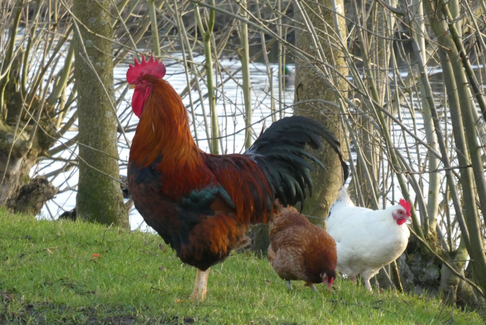 Panasonic Lumix DC-ZS70 (Lumix DC-TZ90) sample photo. Haan, chickens, farm photography