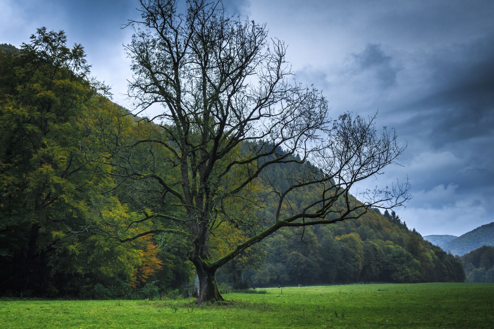 Canon EOS 650D (EOS Rebel T4i / EOS Kiss X6i) sample photo. Autumn, bare tree, wet photography