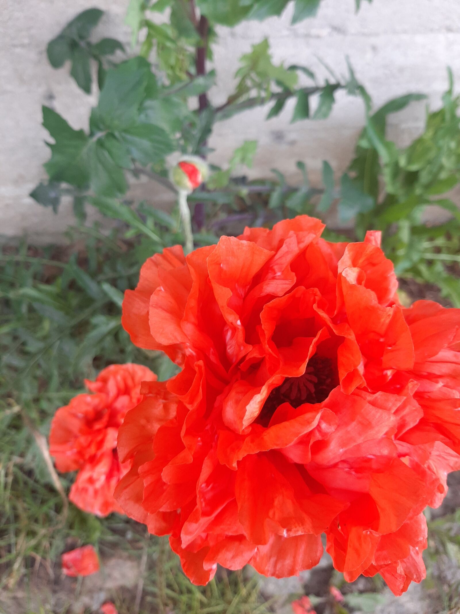 Samsung Galaxy A50 sample photo. Poppies, nature, flowers photography